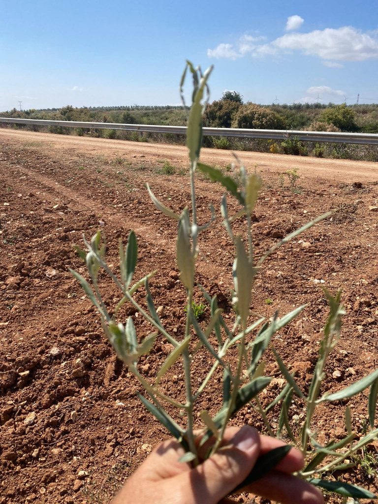 Daño en el olivo por glifodes