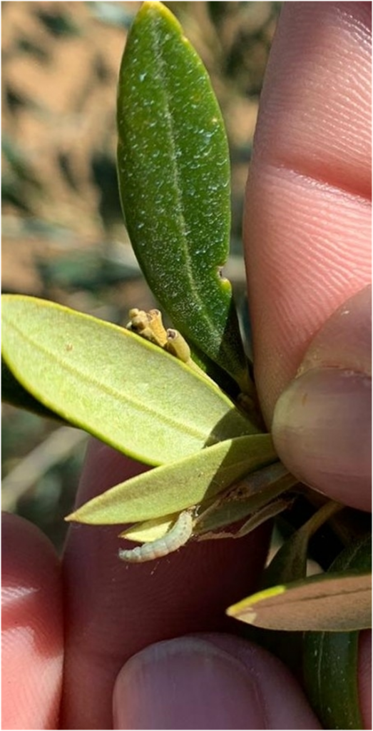 Glifodes del Olivo, polilla del jazmín, palometa o palpita vitrealis