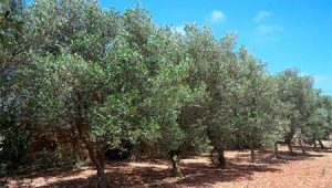 Tratamientos Con Herbicidas En El Olivar