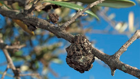 La Tuberculosis Del Olivo