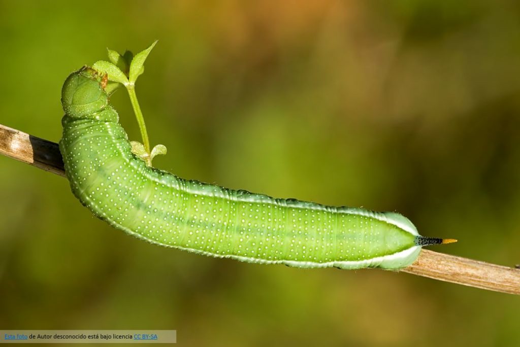 Polilla del Olivo