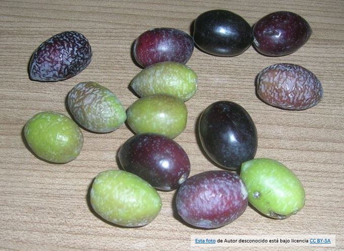 Polilla del Olivo daño oliva