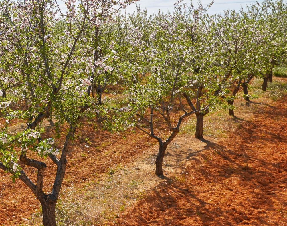 ¿Qué ocurre con el precio de la almendra en origen?