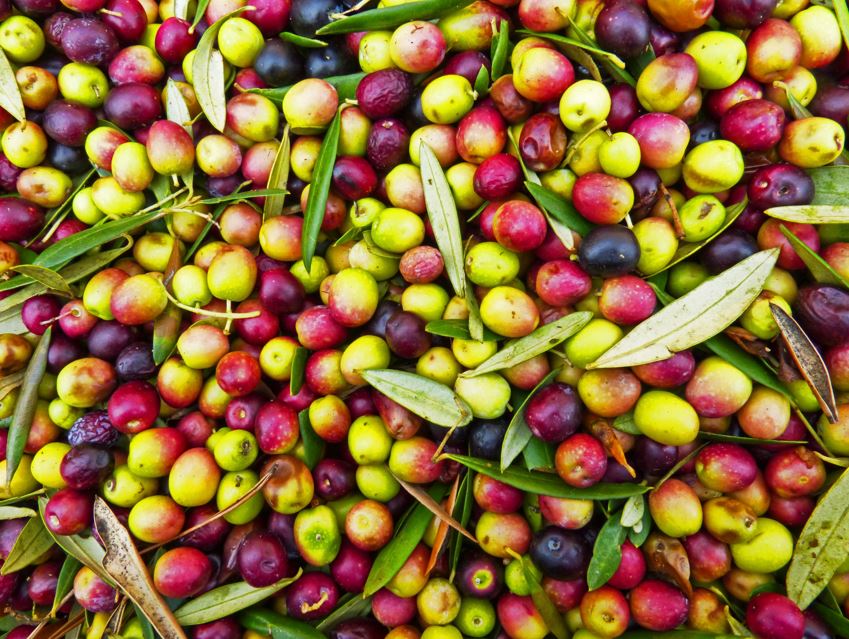 La importancia del potasio en el cultivo del olivar